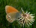 Coenonympha glycerion